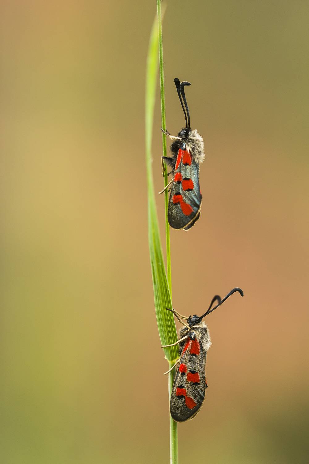 nature close-up outdoor insects arthropods lepidoptera, Andr&eacute;s Emilio