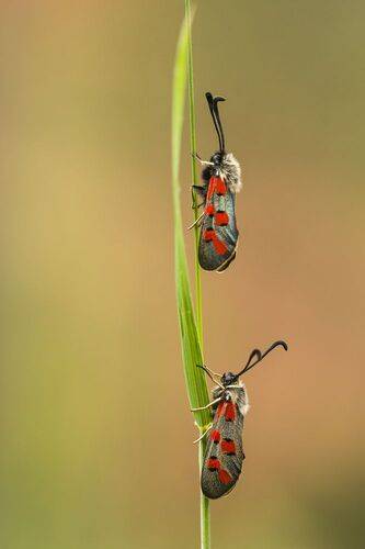 Zygaena