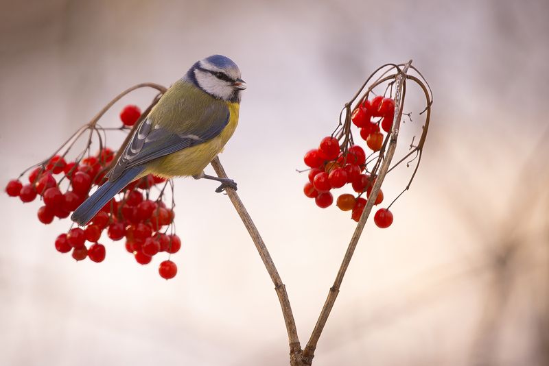 Titmouse фото превью