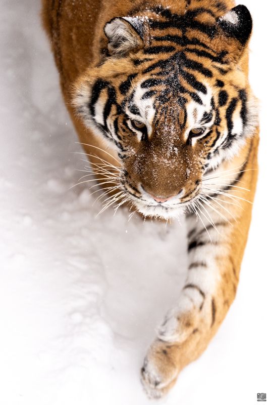 tiger Amur фото превью