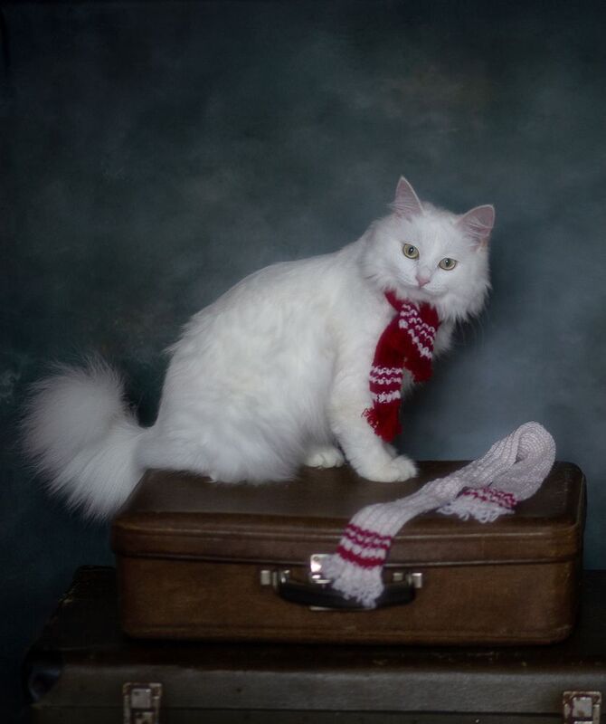 Снежка фото превью