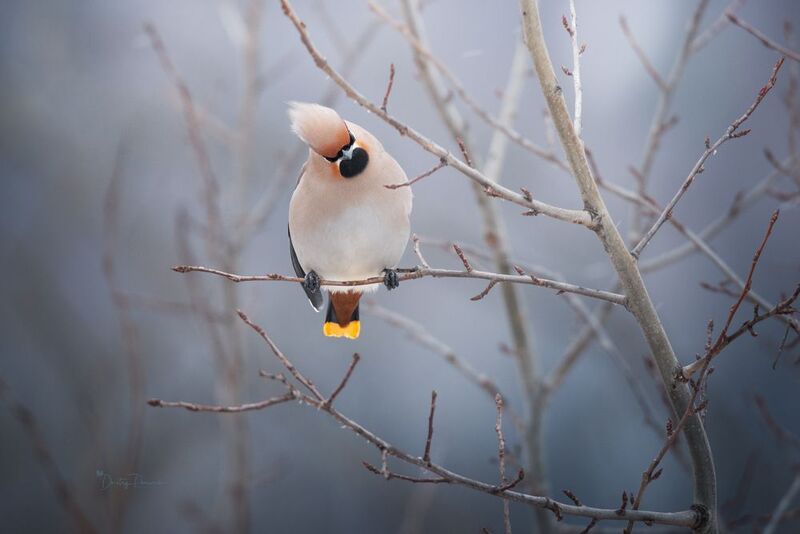 Драсссьти ... фото превью