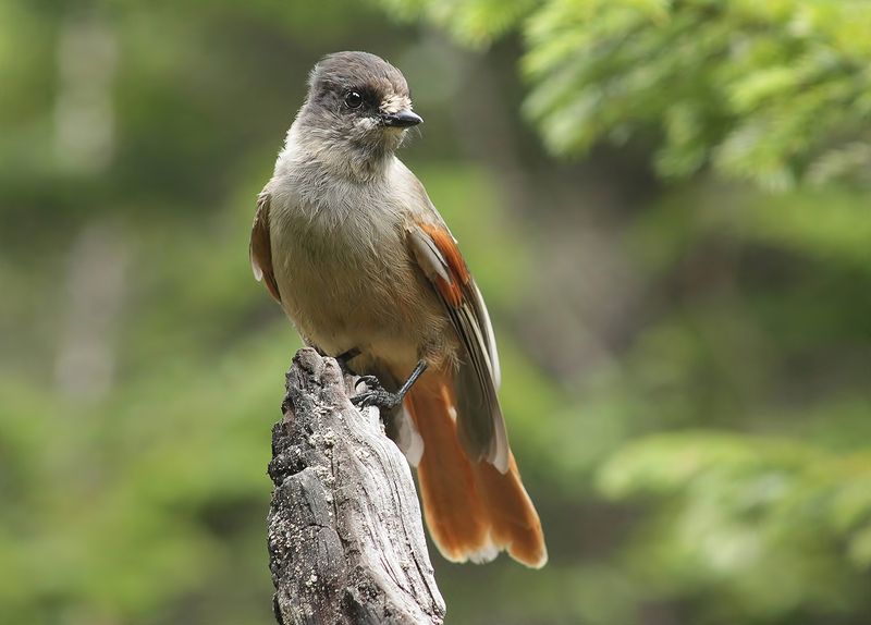 Кукша фото превью