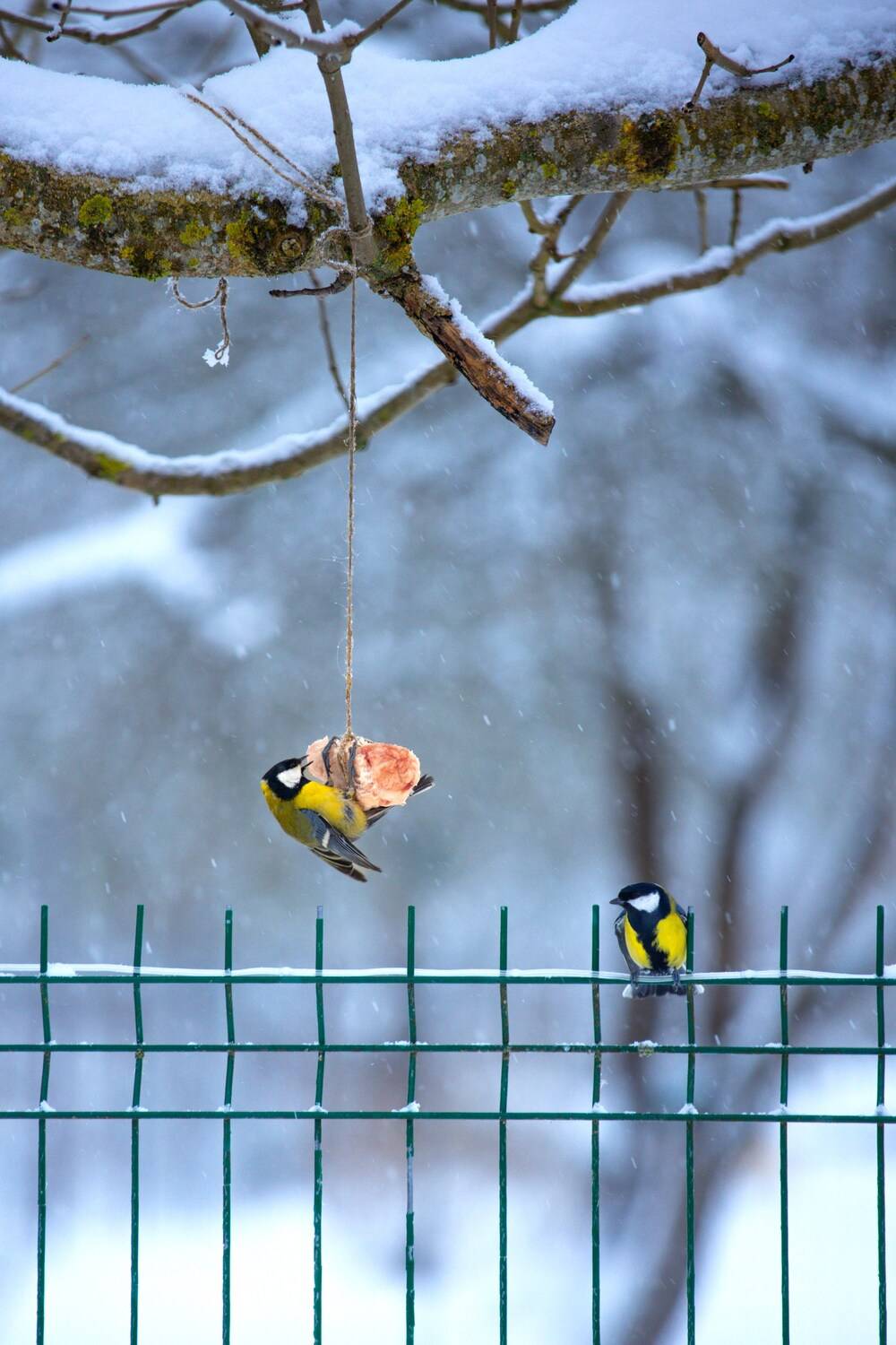 , Сергей Белокуров