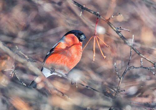 Снегири. (3 фото)