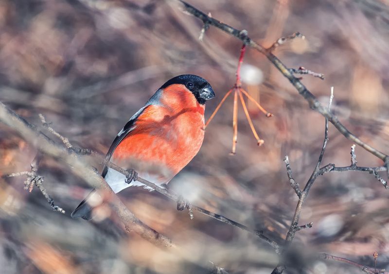 Снегири. (3 фото) фото превью