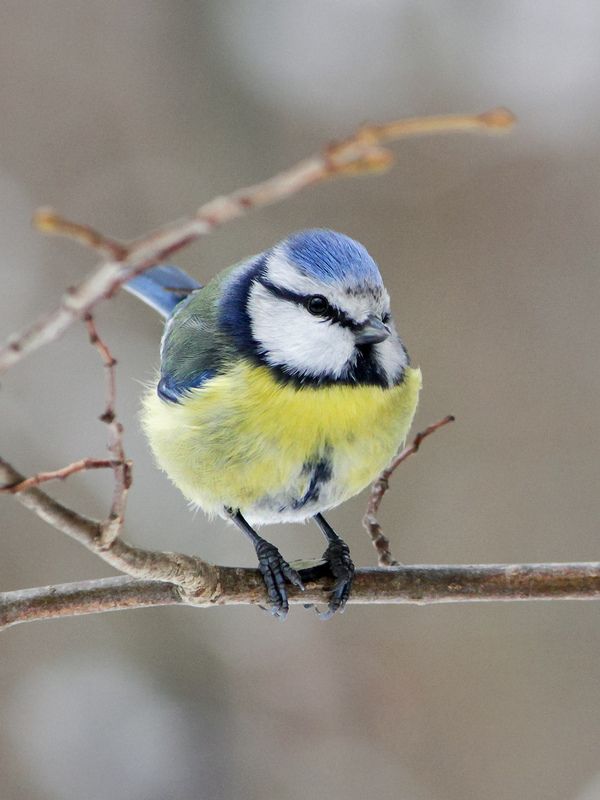 Лазоревка (Cyanistes caeruleus) фото превью