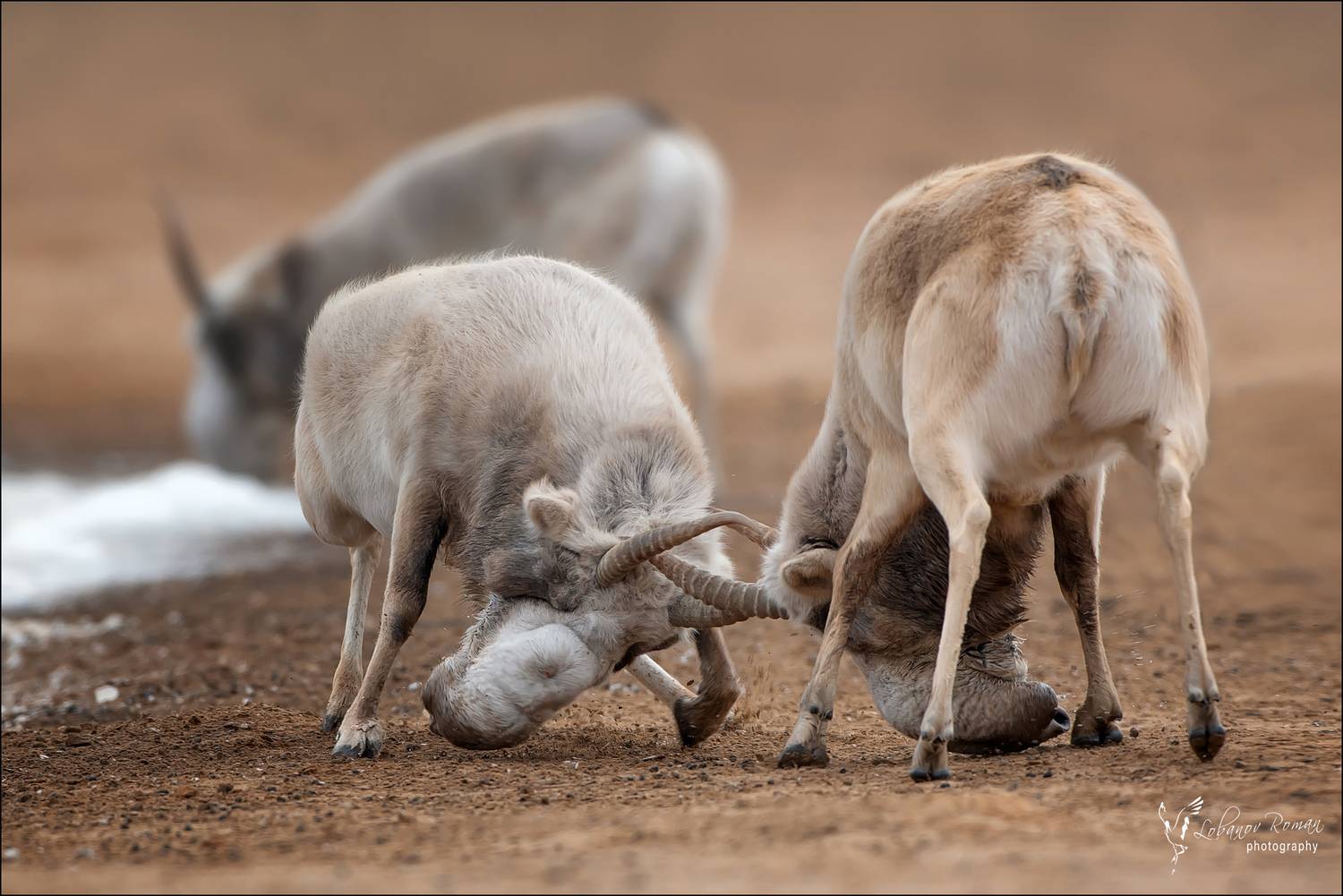 , Лобанов Роман