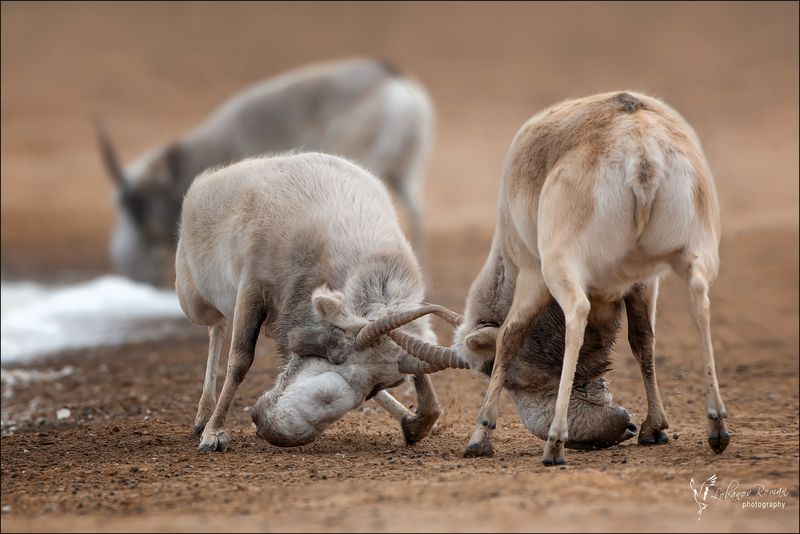 * * * фото превью