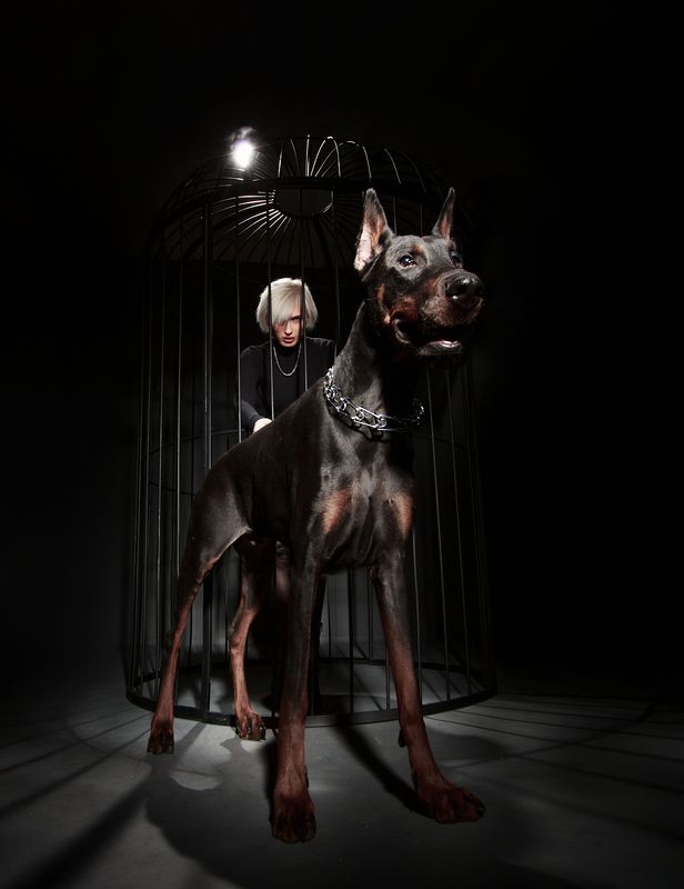 Dark shines фото превью