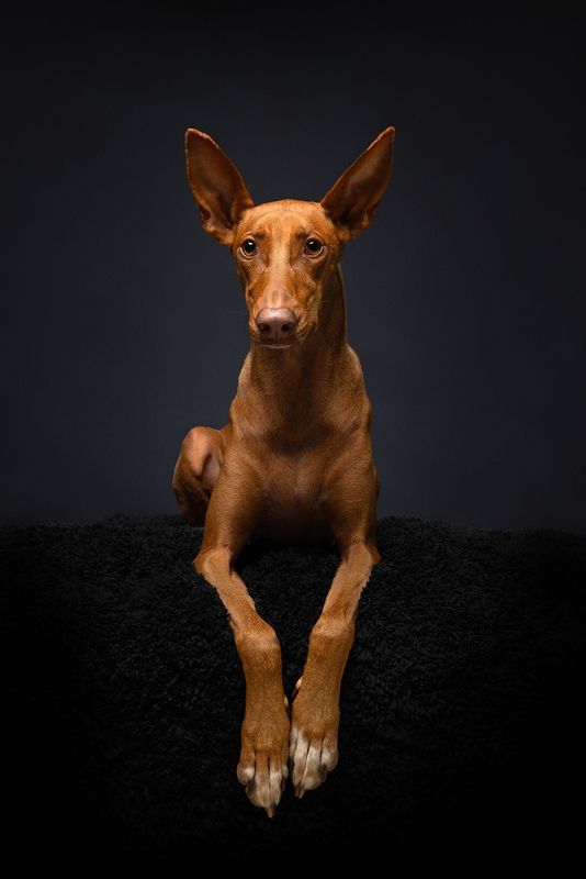 #podenco #dog Ruby фото превью