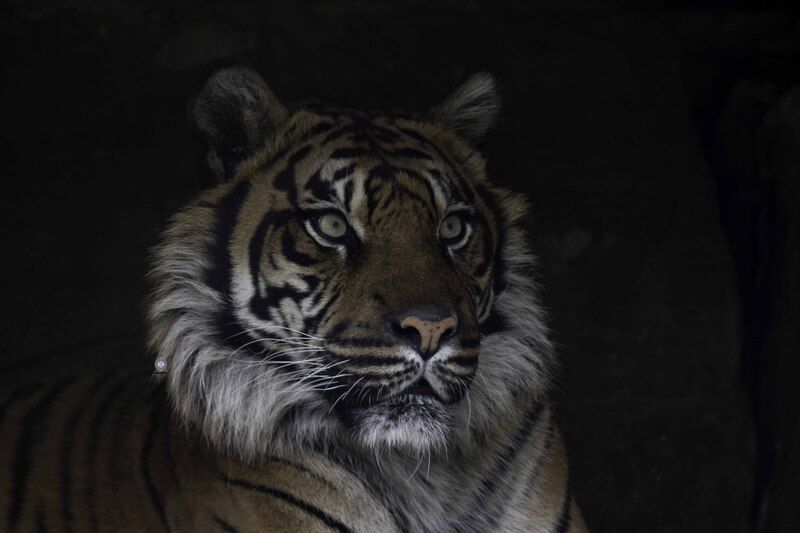 Sumatran Tiger фото превью