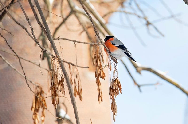 Снегирёк фото превью