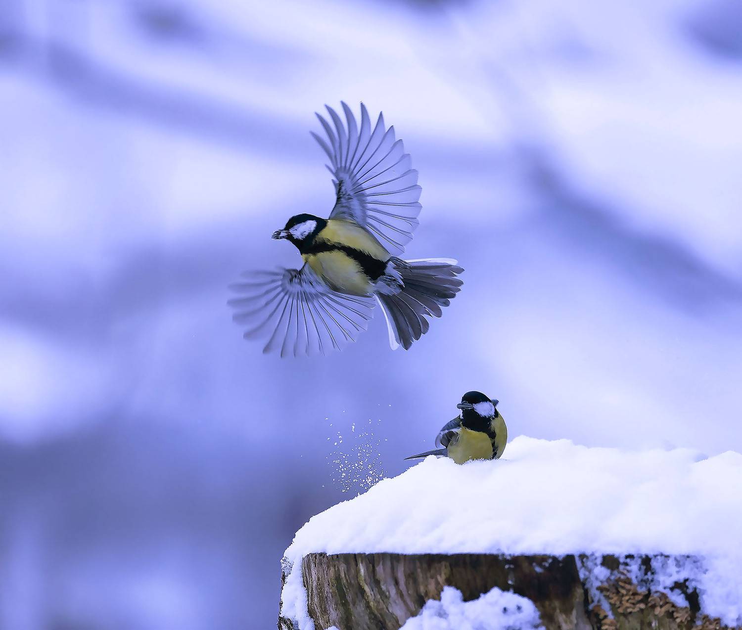 синицы, полёт, танец, природа,birds,flight, nature, Стукалова Юлия