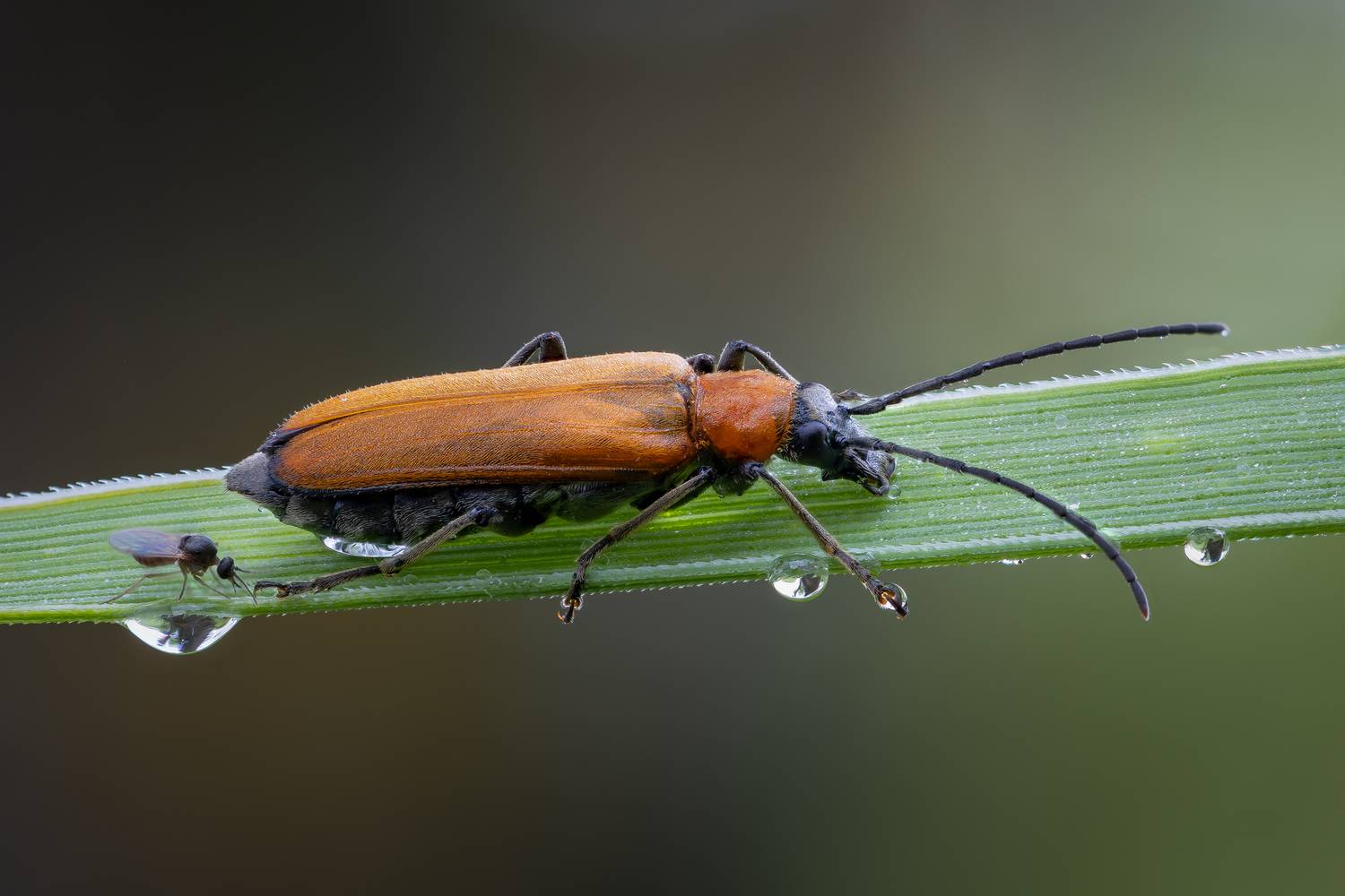 , Кузнецов Дмитрий