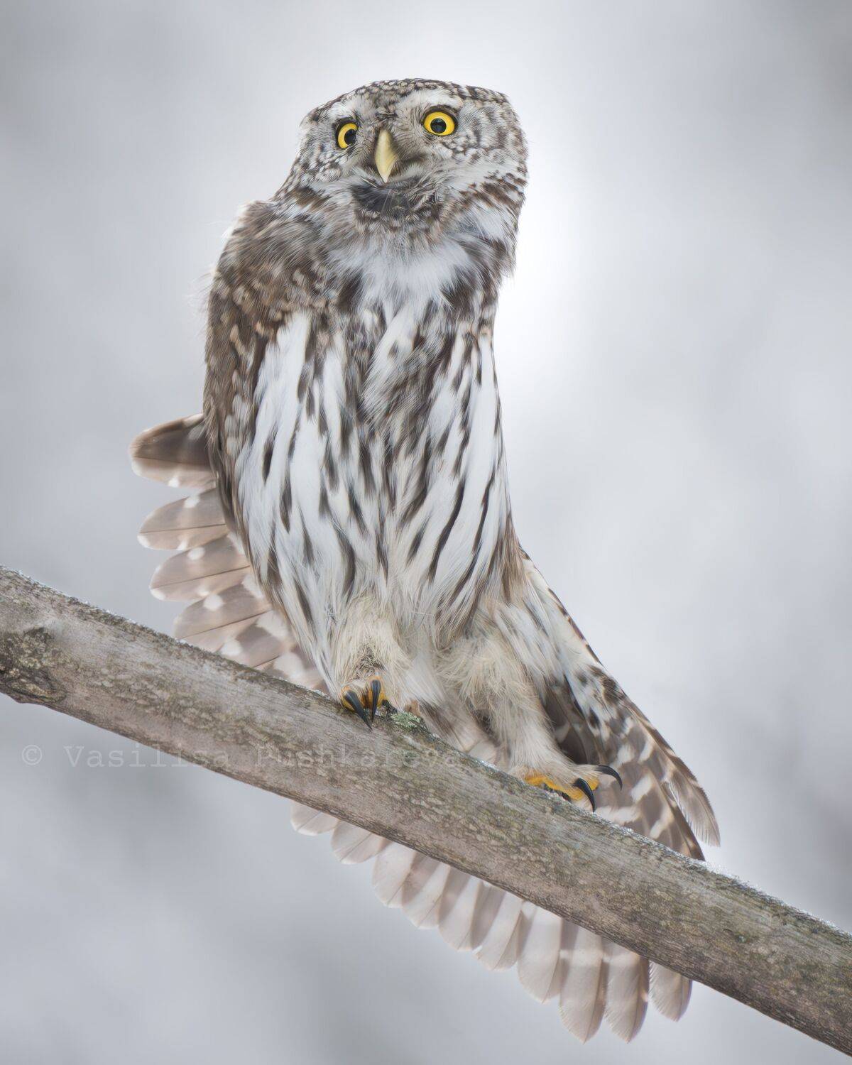 , Пушкарева Василиса