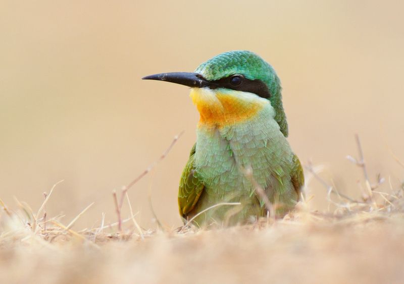 Изумрудная фото превью