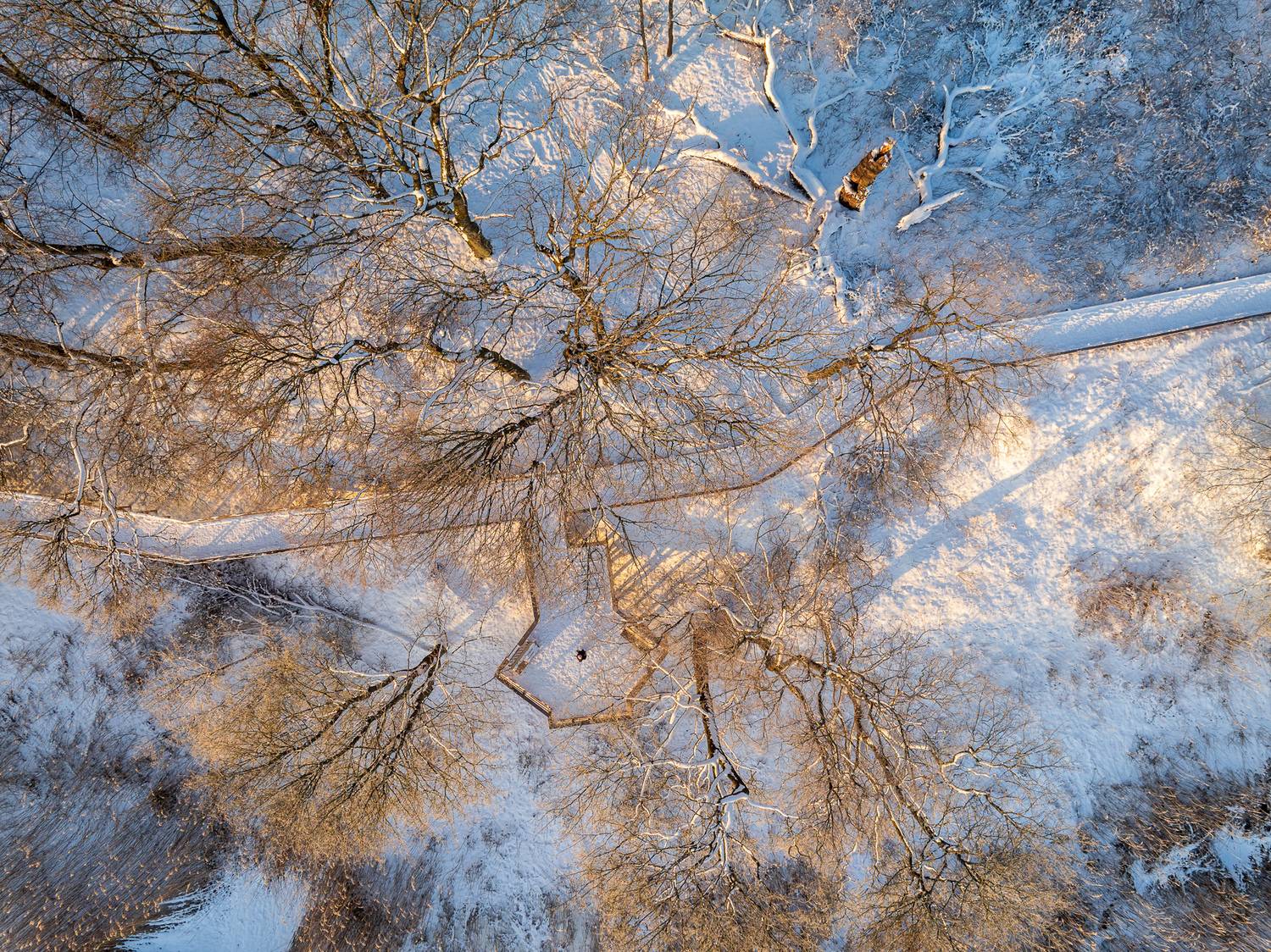 , Гордон Николай