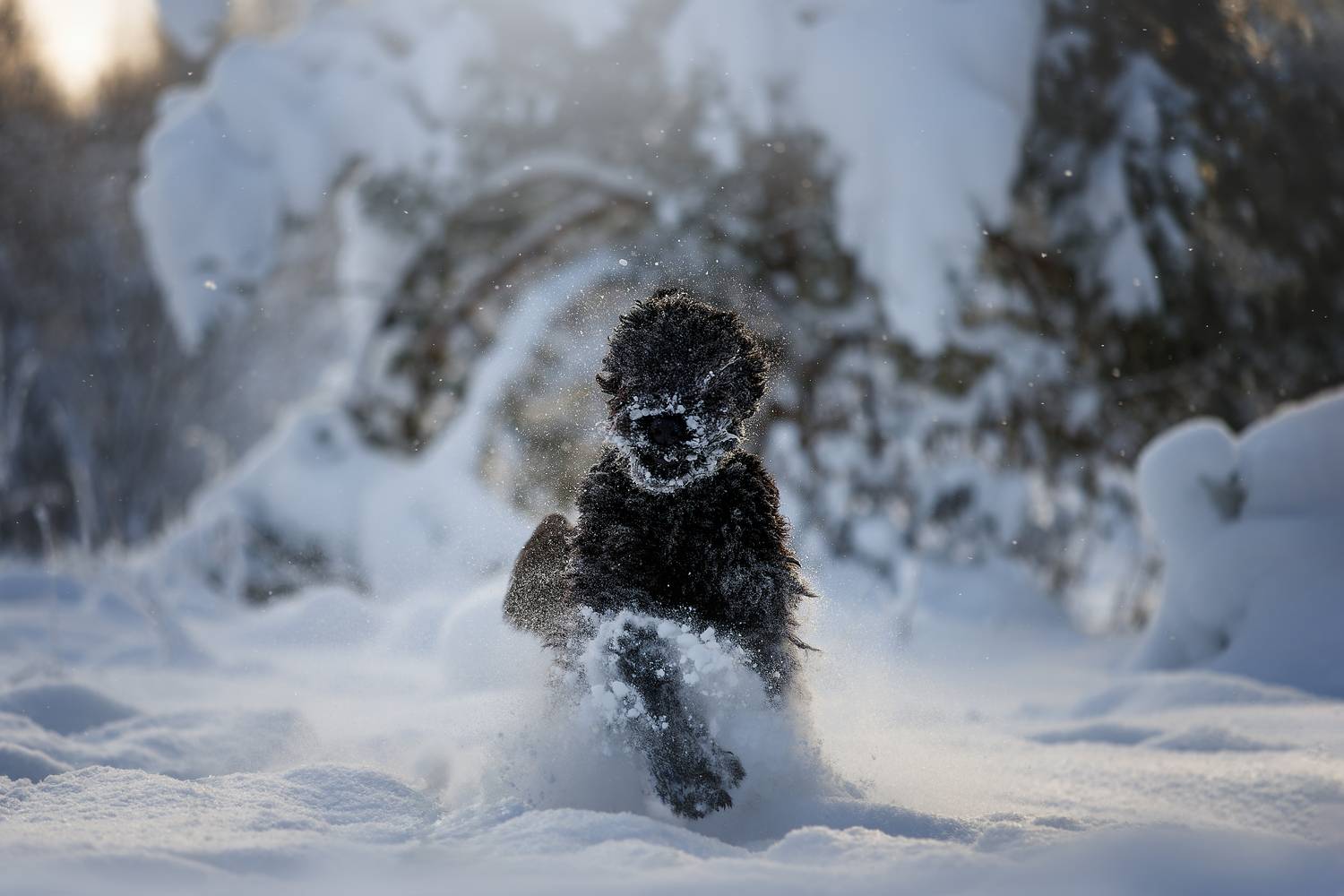 , Ирина Шестакова