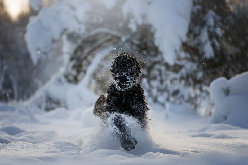 фото превью