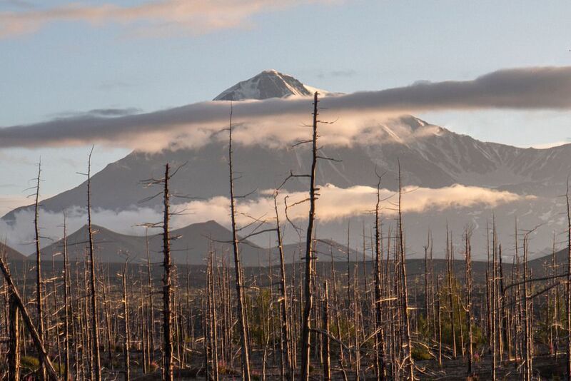 Мертвый лес на фоне Толбачика фото превью
