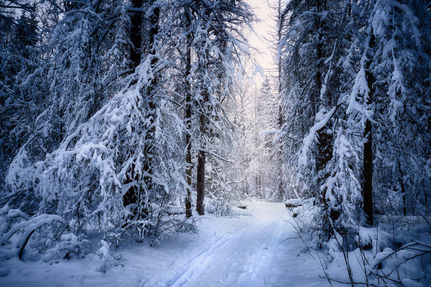 лес, деревья, снег, свет, Валерий Вождаев