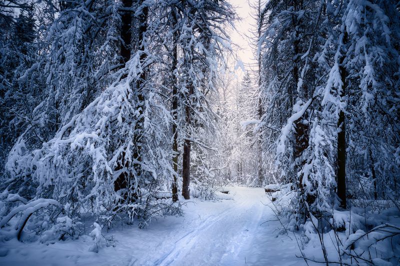 В заснеженном лесу фото превью