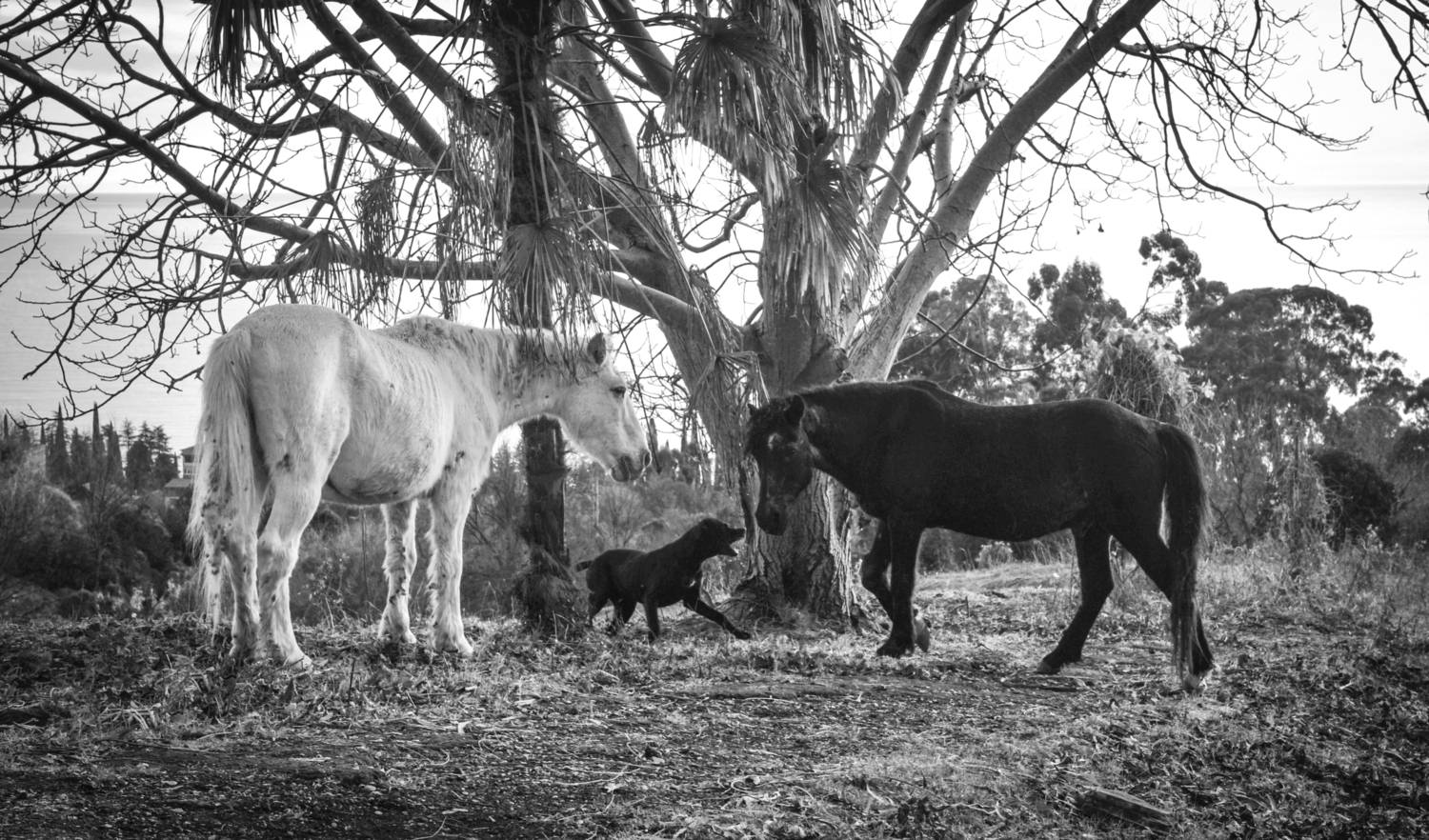 , Виктор Черкасов