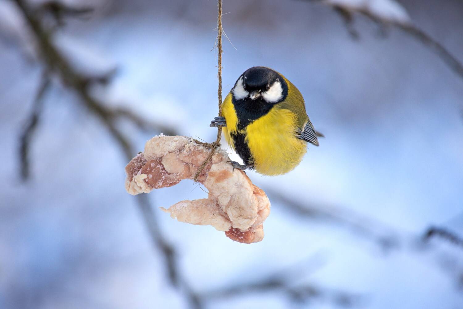 , Сергей Белокуров