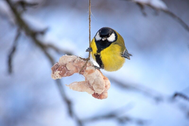 Прилетела кушать сало фото превью