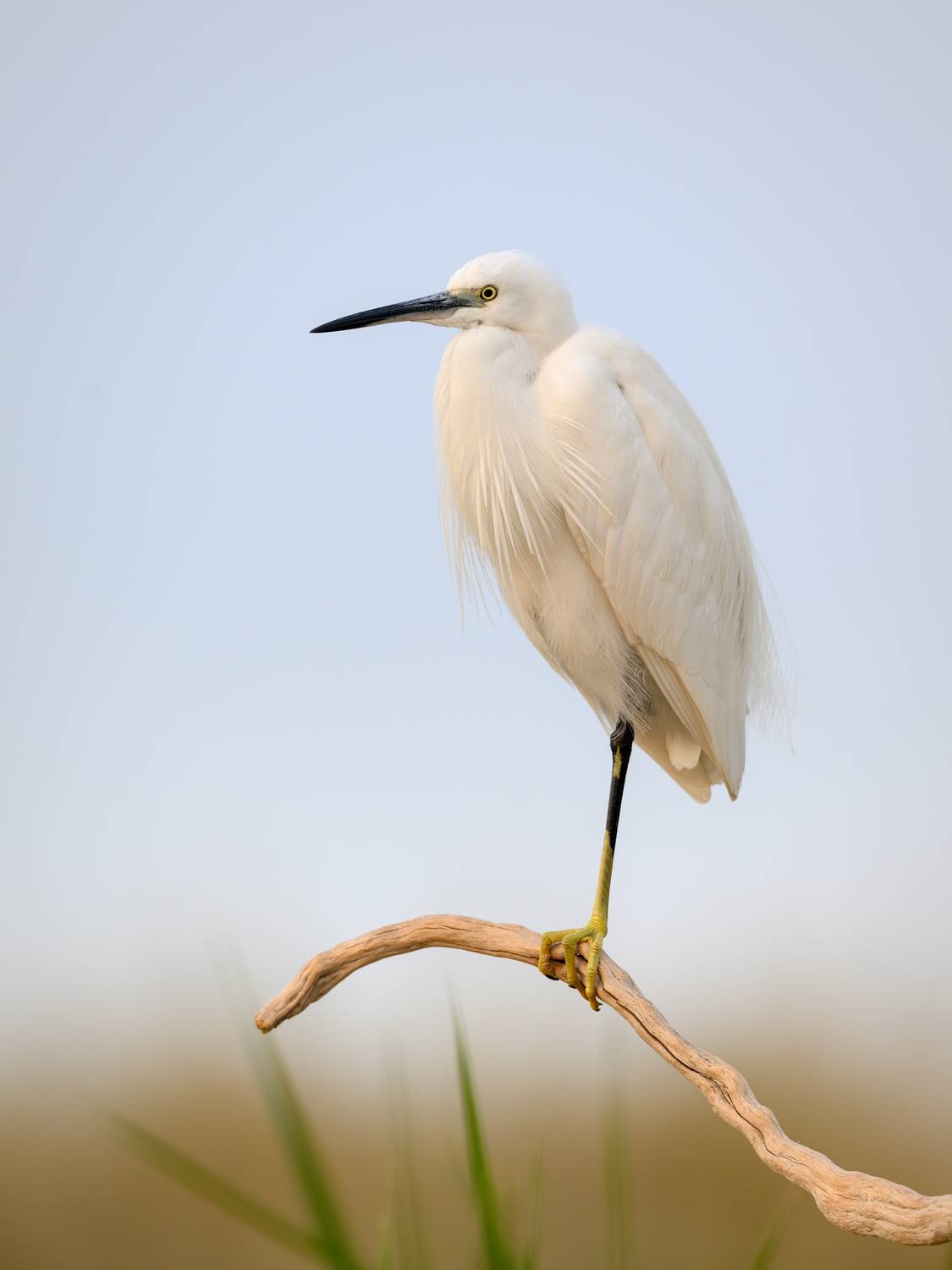 птица, фотоохота, цапля, природа, фауна, Vladimir Kulikov