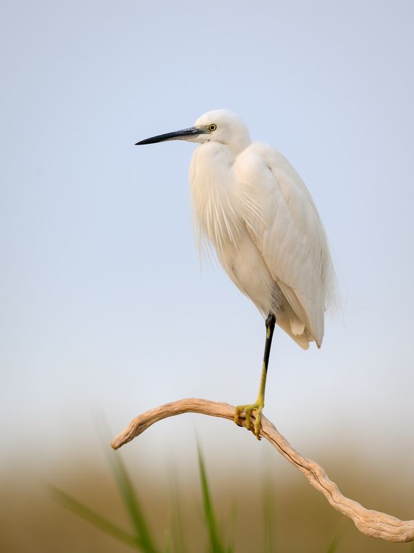 птица, фотоохота, цапля, природа, фауна Рифовая цапля фото превью