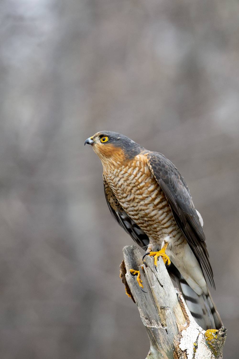 природа, Валерий Черняк