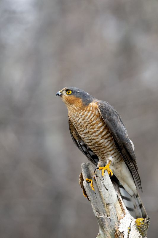 Ястреб перепелятник фото превью