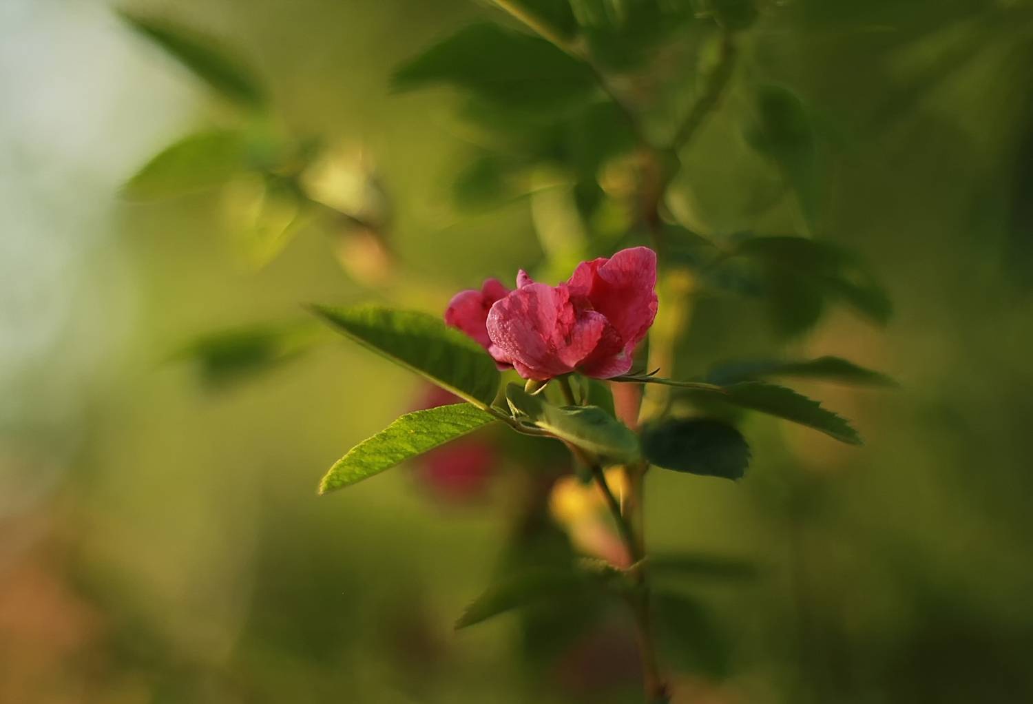 , Лайко Марина