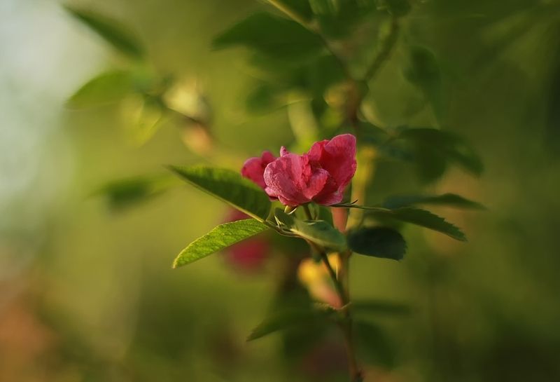 Свет вечерний фото превью