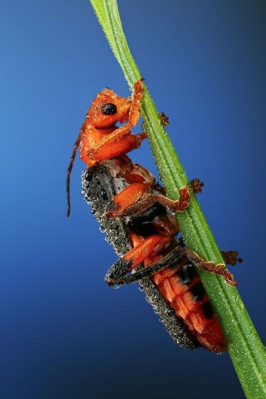макро, природа, животное, растение, цвет, фото, синий, жук, трава Пожарник фото превью