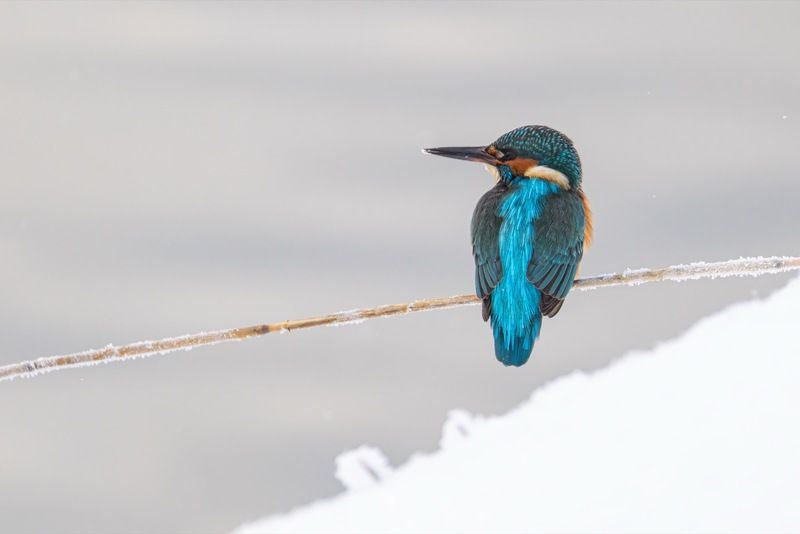 зимородок, птицы, голубой зимородок Зимородок фото превью