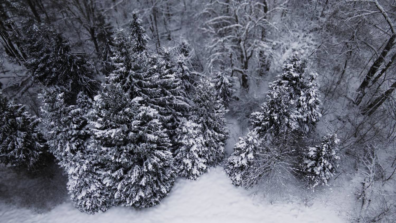 Московская область, Красногорский район, Лохин остров, зима, , Гаврилов Юрий
