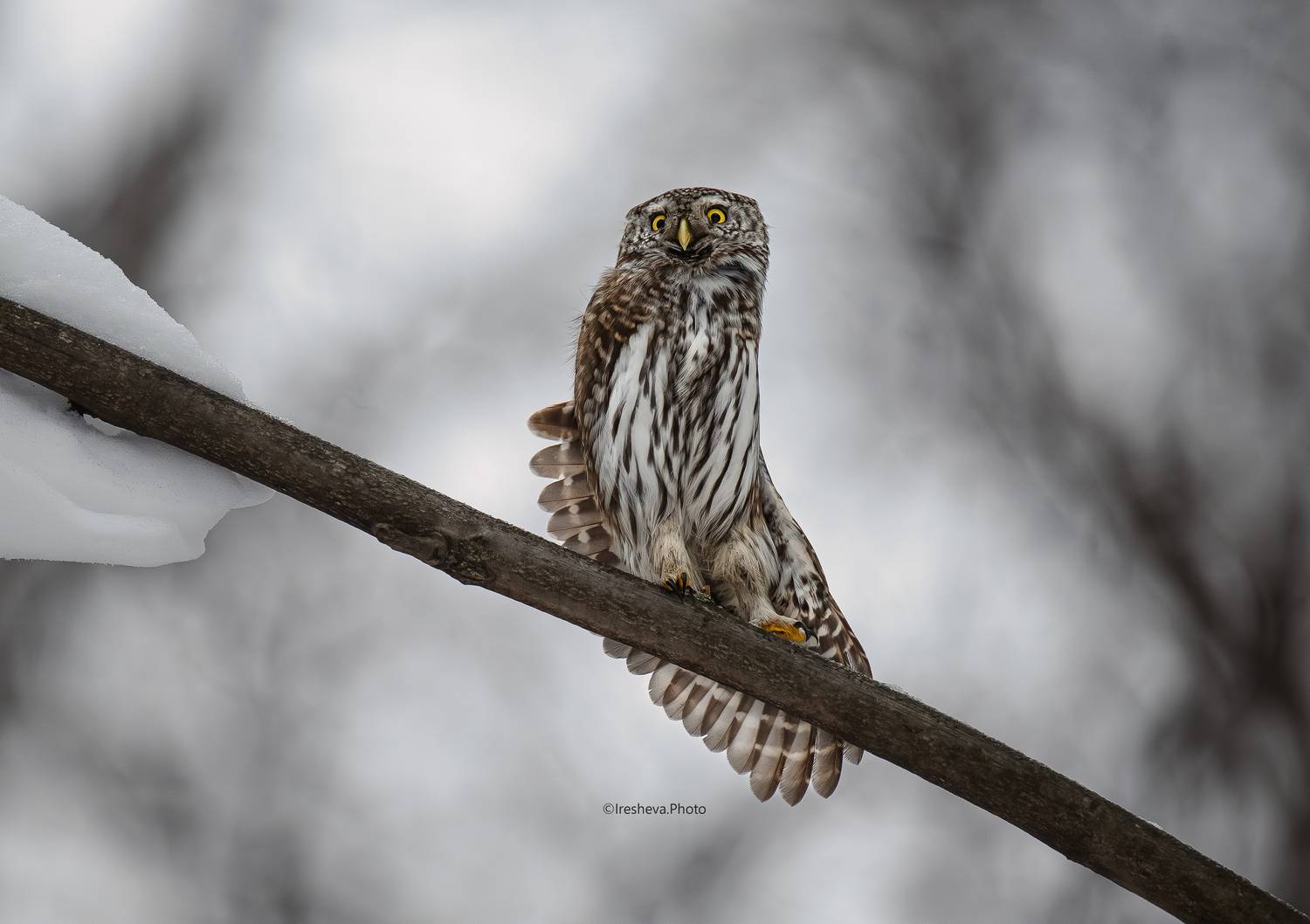 Сыч,сова,Воробьиный сыч,птица, Ирешева Мария