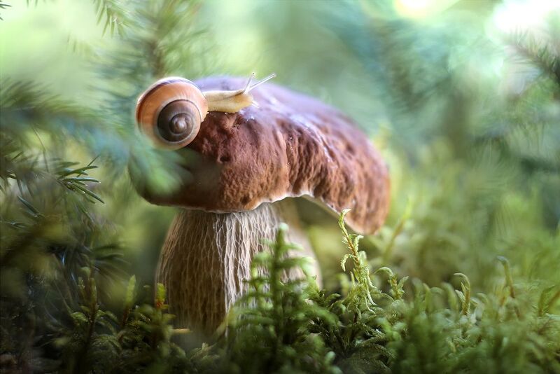 боровик, лес, сказки леса, улитка,беларусь, ирина горюкина Царство тридевятое фото превью