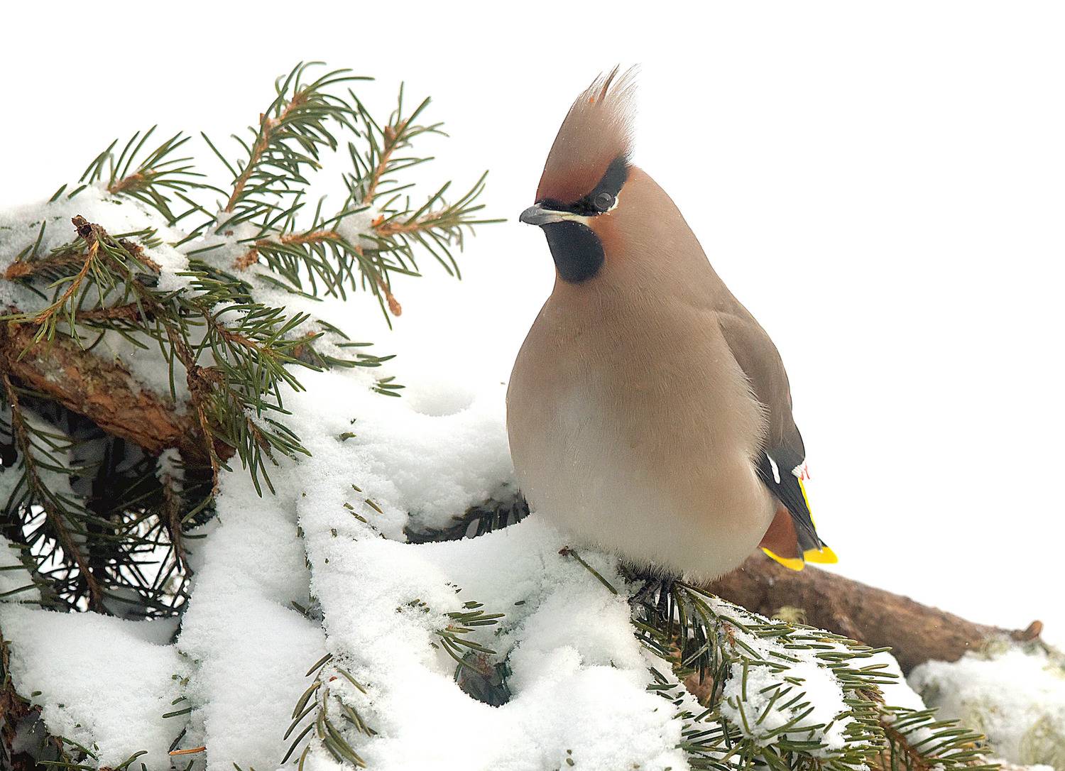 , Белоусов Михаил