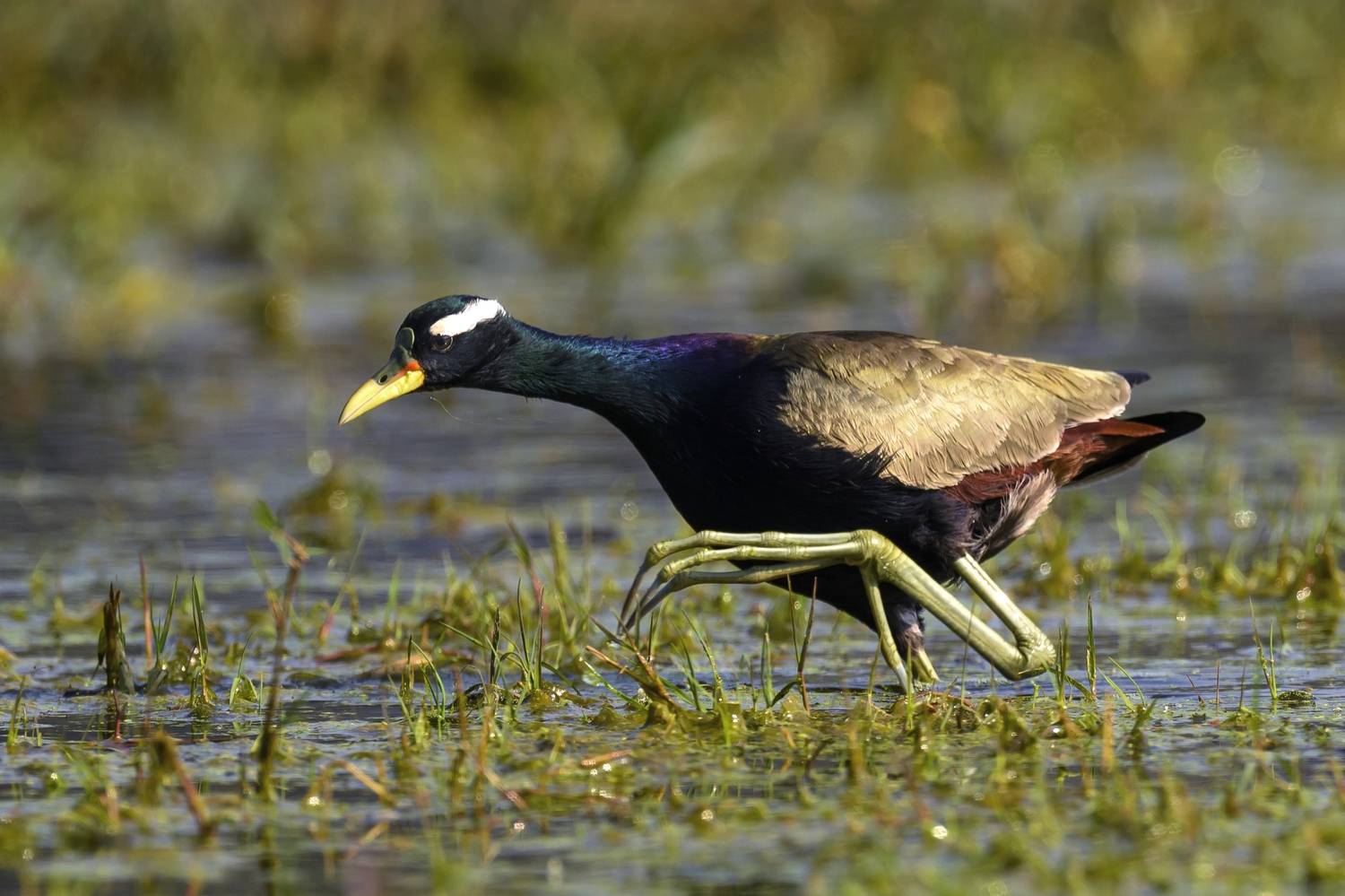 , Пупонин Сергей