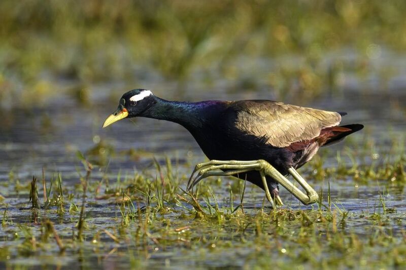 Бронзовокрылая якана фото превью