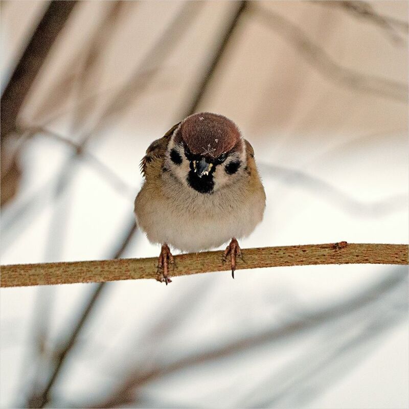 воробей со звездочкой. коронованный фото превью