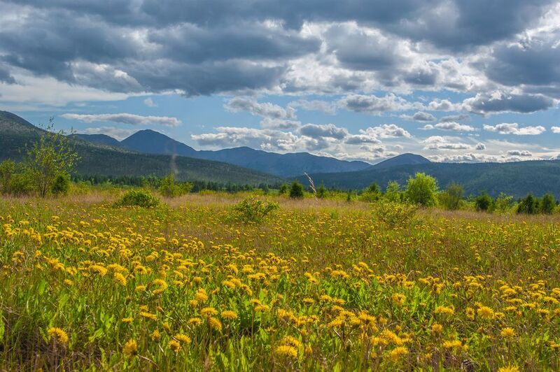 Одуванчиковая поляна фото превью