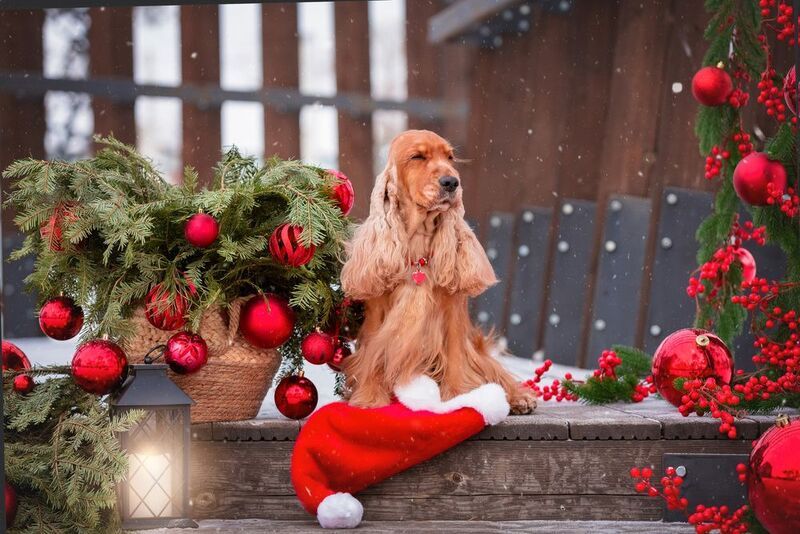 В ожидании Нового года фото превью