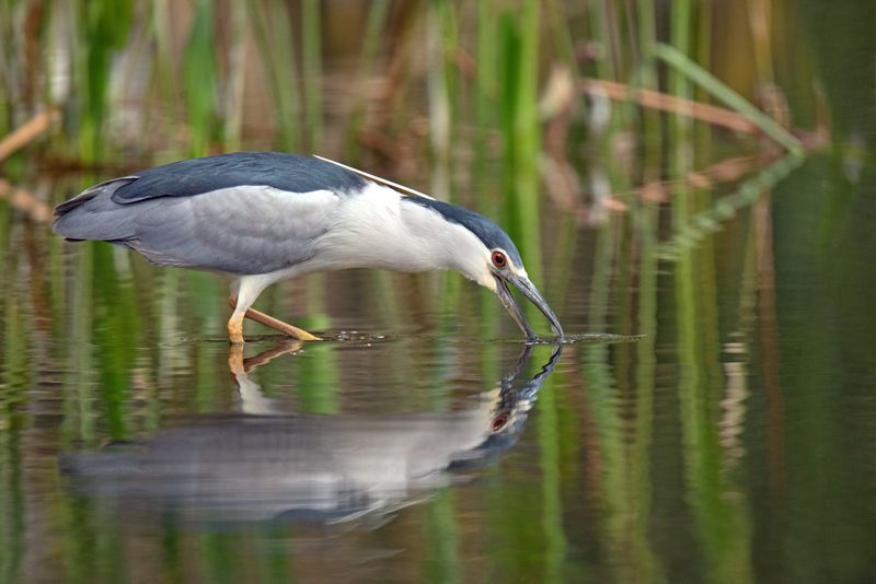*Кваква на пруду фото превью