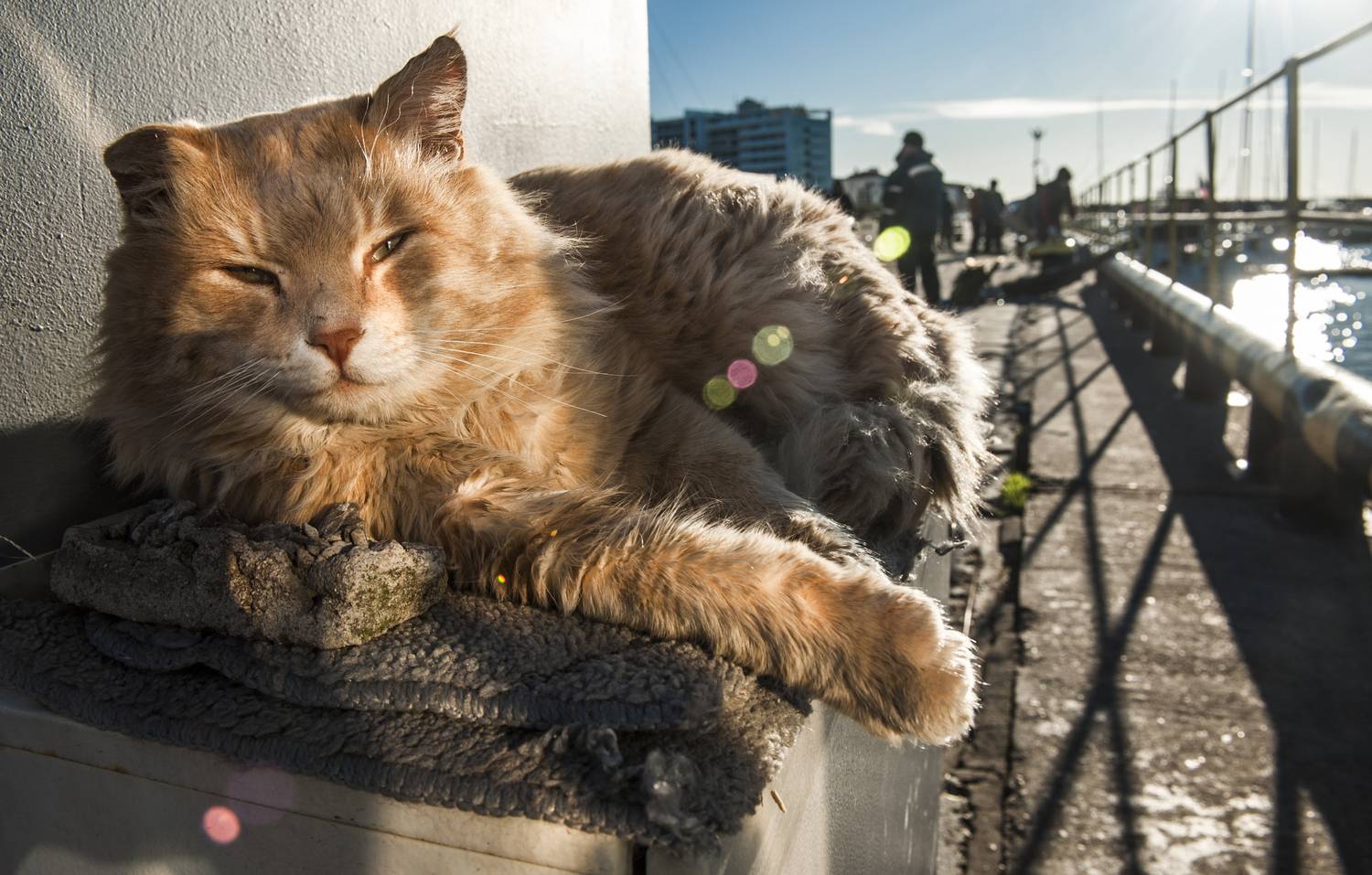 , Виктор Черкасов