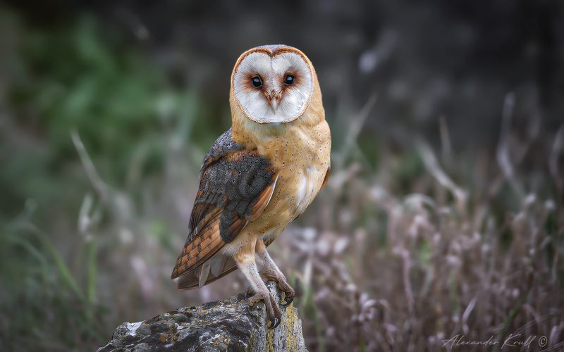 сова, сипуха, обыкновенная сипуха, tyto alba, barn owl Черноглазая фото превью
